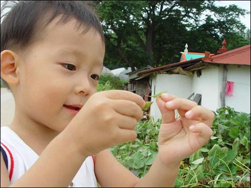 콩을 따 주었더니 방아깨비 보고 자꾸 먹으라고 하네요. 